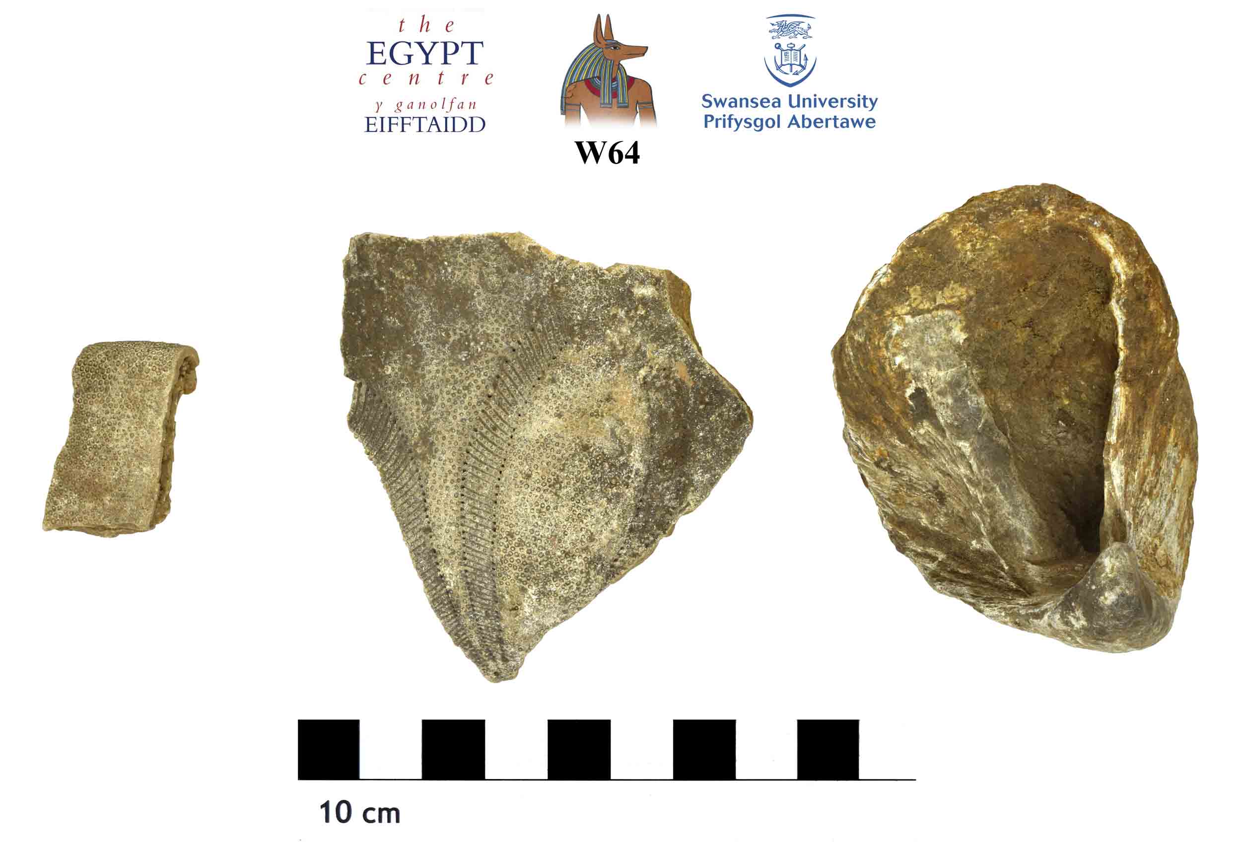 Image for: One shell and two fossils